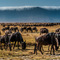 Ngorongoro Crater, Tanzania - The clouds on the Crater walls looked like a tidal wave breaking over the unsuspecting Wildebeest on this morning game drive